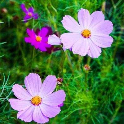 篮球体育彩票app